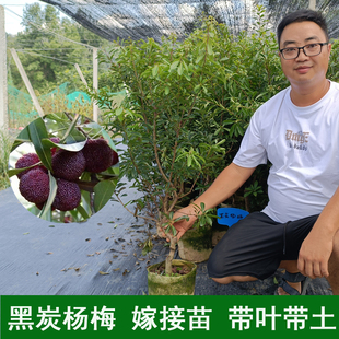 黑炭杨梅苗 东魁 台梅 杨梅树 大苗 当年结果 原杯原土带叶发货