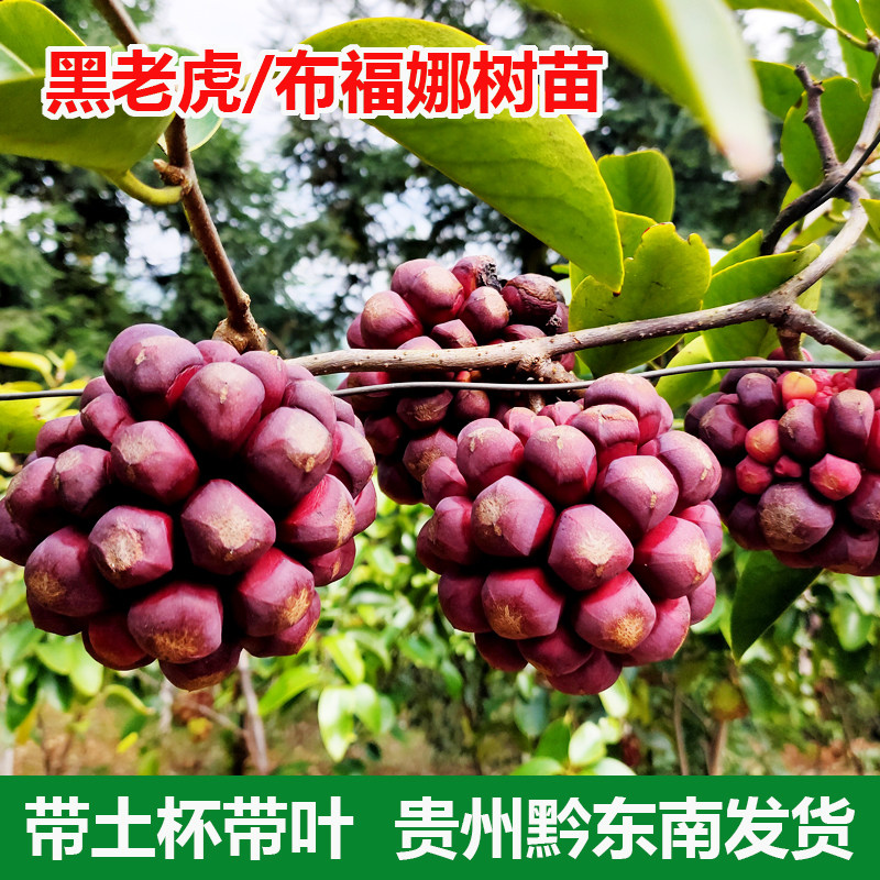 黑老虎树苗布福娜种苗冷饭团绣球果恶魔果实大苗带土发货当年庭院