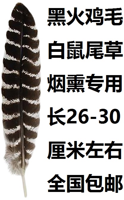 白鼠尾草配件黑火鸡毛精选无缺损