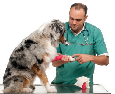 Protection sport - Ref 586719 Image 3