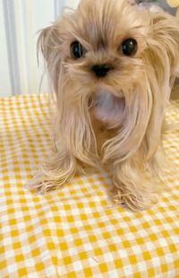 约克夏高端幼犬成金头银背活体纯种保健康茶杯小型犬犬舍雪白血统