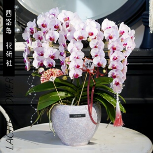 北京同城配送年宵花祝福老桩瀑布龙兰蝴蝶兰超长花期精品盆栽植物