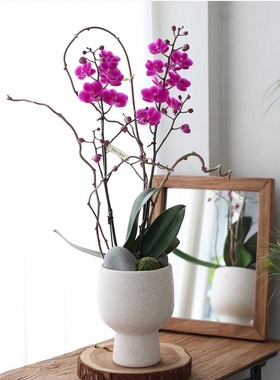 西岱岛北京同城配送2026年宵花祝福送礼加高盆搭蝴蝶兰盆栽植物