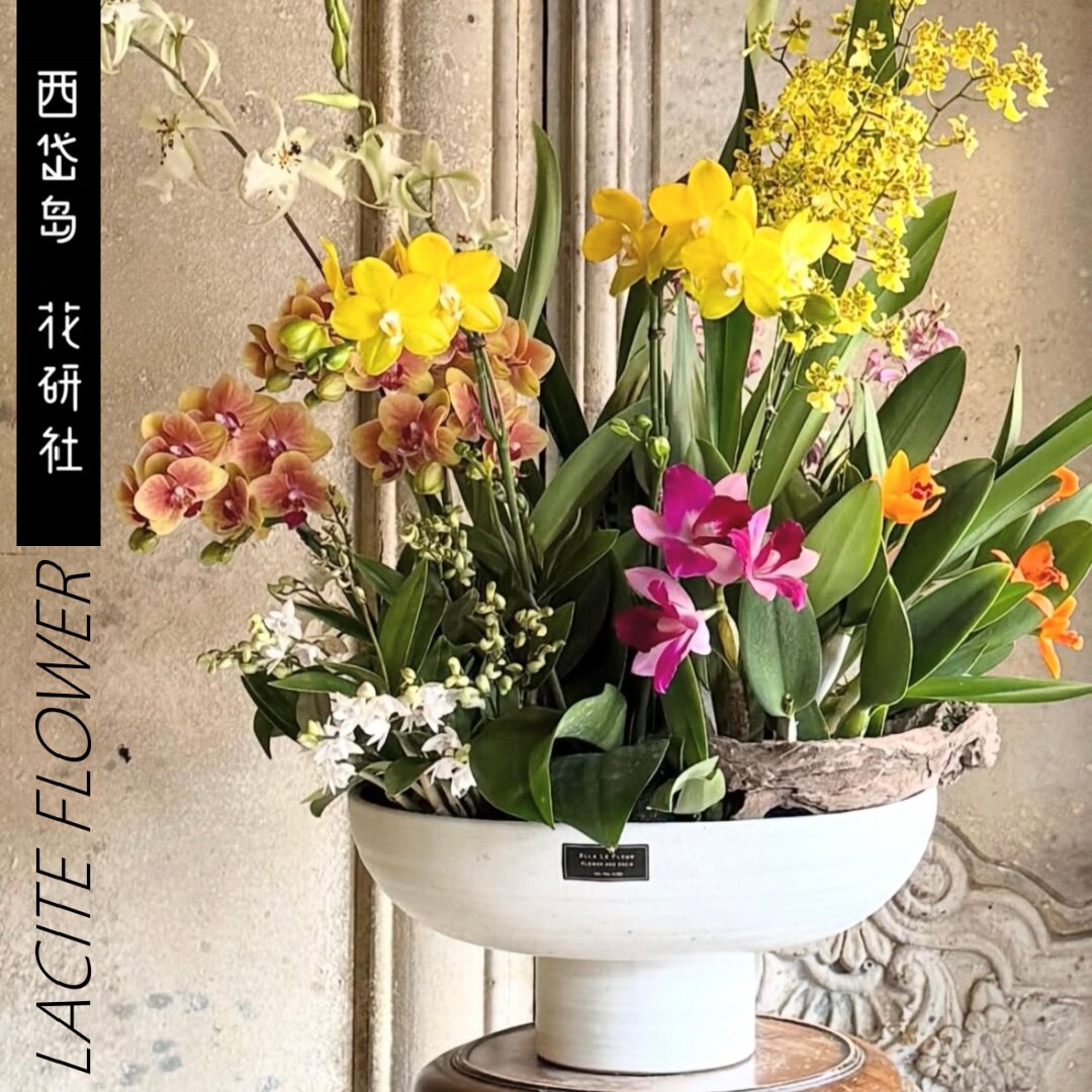 西岱岛北京同城配送年宵祝福送礼进口圆盘盆搭兰花混合盆栽植物