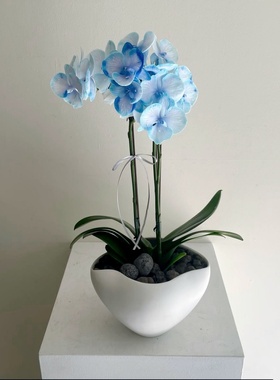 西岱岛北京同城配送年宵祝福送礼进口盆搭吸色紫蝴蝶兰盆栽植物