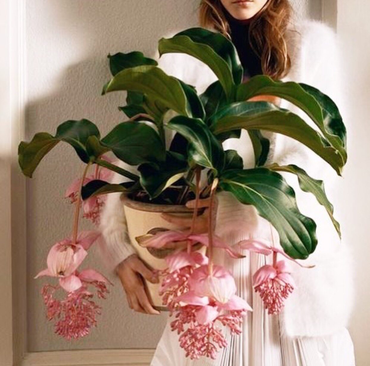 西岱岛花园超美花卉大盆栽超长花期办公桌生日 粉色宝莲灯人气|ruв категории доставка цветов/цветок моделирования/растения садоводства, цветок/растения в горшках (новый), цветок - от Buy2taobao.com для оказания профессиональной услуги покупки агента Taobao