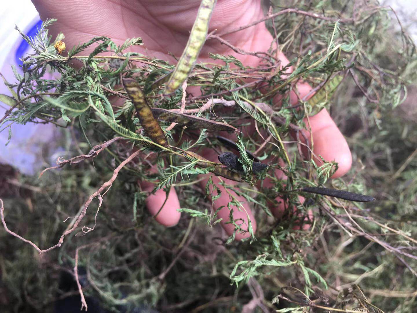 新鲜软肝草 250克 软肝草 含羞决明 包邮