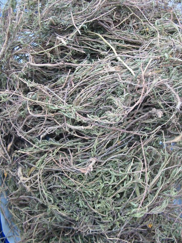 天然新鲜软肝草 250克