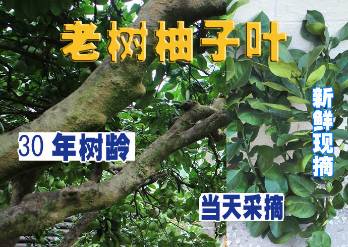 新鲜老树当天现摘包邮全国柚子叶