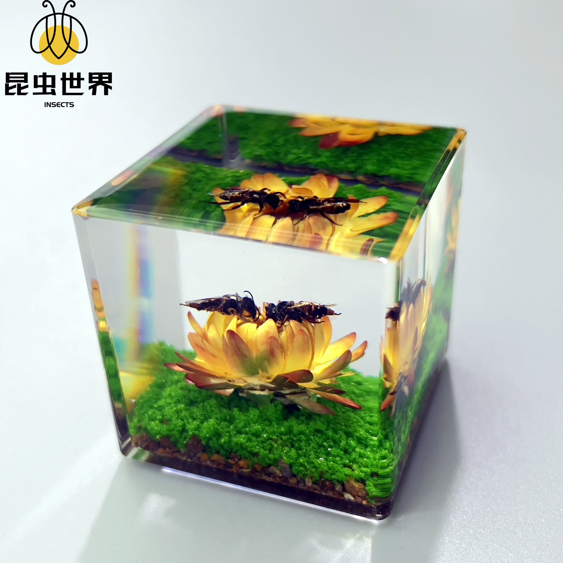 真实动物标本独特昆虫摆件幼儿园观察微景观学生研学文创礼物