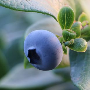 蓝莓花香 好吃鲜水果L25新鲜脆甜现摘高山云南大酸甜可口1 实惠装