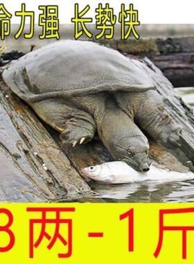 1-9两外塘冷水小甲鱼苗