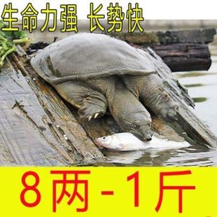 1-9两外塘冷水小甲鱼苗中华鳖苗养殖卤味甲鱼王八童子鳖水鱼便宜