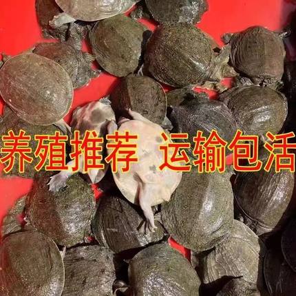 3两甲鱼苗活体批发鱼苗团鱼王八生态中华鳖外塘养殖冷水鲜活便宜