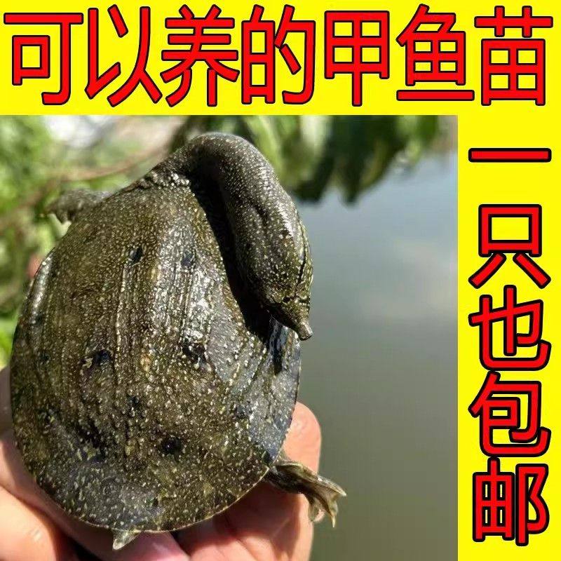 甲鱼苗冷水外塘鲜活公中华鳖苗放养散养小甲鱼苗活体水鱼团鱼大苗,水产肉类/新鲜蔬果/熟食,甲鱼,淘宝优惠券,粉丝福利购,淘宝优惠卷