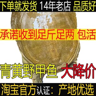 正宗外塘生态放养公母大甲鱼团鱼水鱼王八鲜活中华鳖老鳖青黄食用
