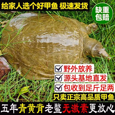 青黄色外塘生态鲜活公母甲鱼