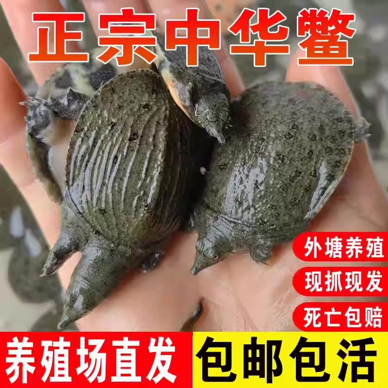 2两1只甲鱼苗活体外塘养殖中华鳖水鱼团鱼王八苗池塘水库套养包邮