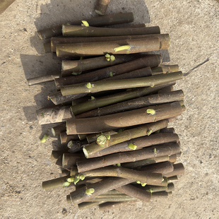 S T V W X 无花果枝条