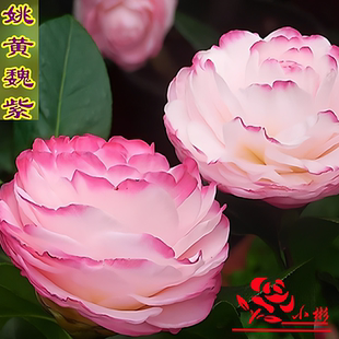 吉普赛女郎拉力皮特姚黄魏紫四季开不断红山茶花绿植花卉盆栽