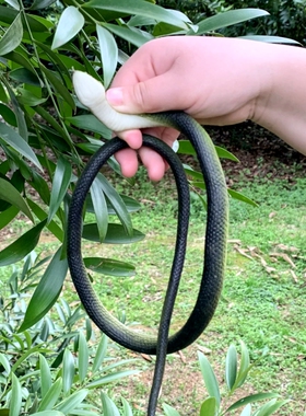 软胶仿真大小玩具蛇黑色假蛇整人恶搞吓人恐怖箱道具静态动物模型