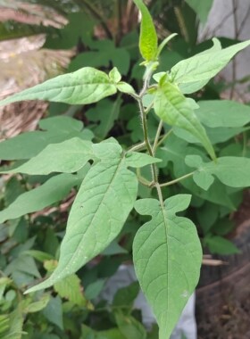 白毛藤新鲜白英中药材排风藤草生天灯笼胡毛藤谷菜下单现采现发