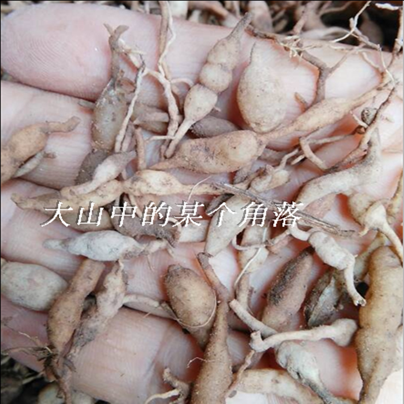 中草药新鲜麦冬 沿阶麦冬 沿阶草浙江小麦冬连根须,根块,全草