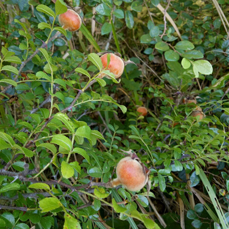 中草药新鲜硕苞蔷薇刺大红袍 野毛栗 毛刺头 糖钵山麻栗子根苗果
