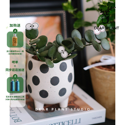 碧雷鼓多肉植物盆栽小众奇趣花卉