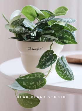 亲爱的绿植 小叶银斑葛盆栽净化空气观叶桌面书房花叶植物