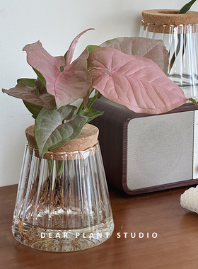 亲爱的绿植 凤梨水培怪怪发财树盆栽粉色恋人绿植好养活新奇花卉