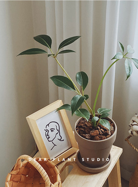 亲爱的绿植日本大叶伞盆栽北欧风网红好养易活室内办公室桌面植物