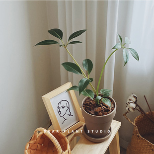 绿植日本大叶伞盆栽北欧风网红好养易活室内办公室桌面植物 亲爱