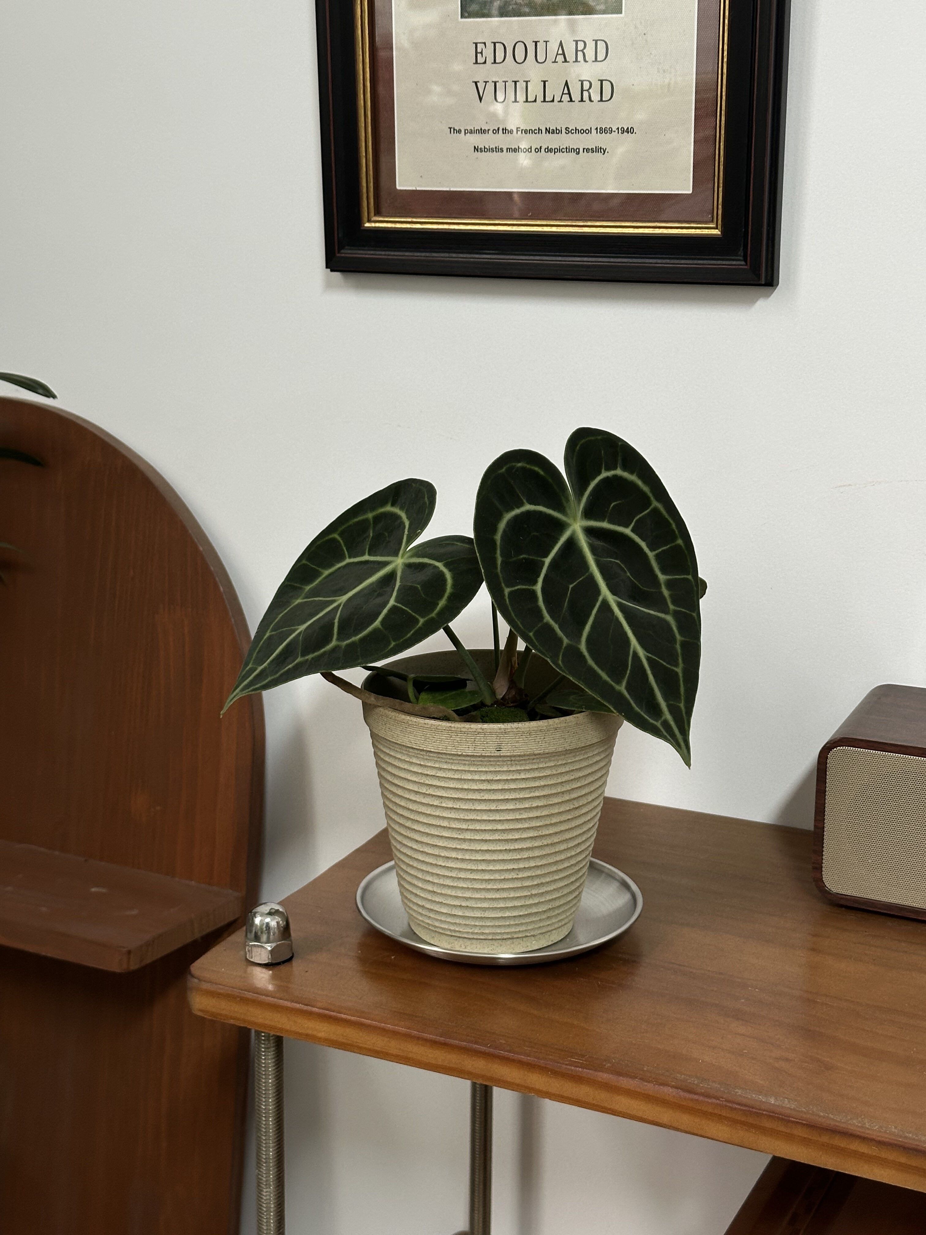 克莱恩花烛室内盆栽客厅办公室桌面好养懒人耐旱新手ins植物热植