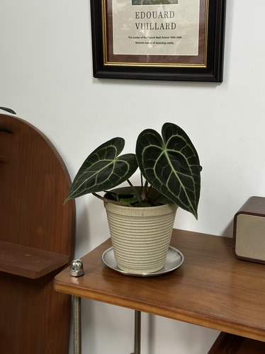 克莱恩花烛室内盆栽客厅办公室桌面好养懒人耐旱新手ins植物热植