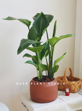 亲爱的绿植 天堂鸟鹤望兰盆栽办公室内极乐鸟北欧风四季常青植物