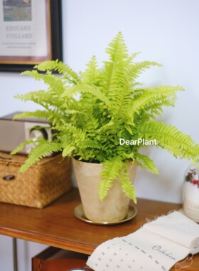 亲爱的绿植黄金波士顿蕨ins室内盆栽客厅办公室桌面好养新手植物