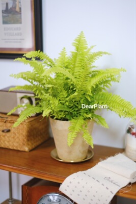 亲爱的绿植黄金波士顿蕨ins室内盆栽客厅办公室桌面好养新手植物