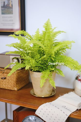 亲爱的绿植黄金波士顿蕨ins室内盆栽客厅办公室桌面好养新手植物