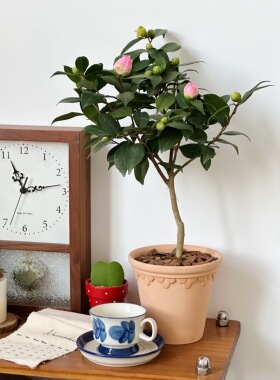 亲爱的绿植香妃山茶花盆栽室内客厅桌面好养开花庭院耐寒绿植