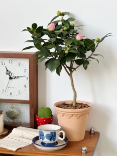 亲爱的绿植香妃山茶花盆栽室内客厅桌面好养开花庭院耐寒绿植