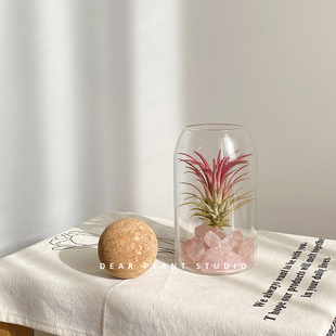 好养懒人净化空气办公室桌面小盆栽 空气凤梨植物四季 亲爱 绿植