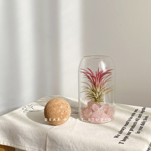 四季好养空气凤梨盆栽室内外植物