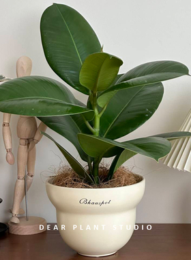 亲爱的绿植 绿金刚橡皮树盆栽ins北欧风办公室内净化空气桌面植物