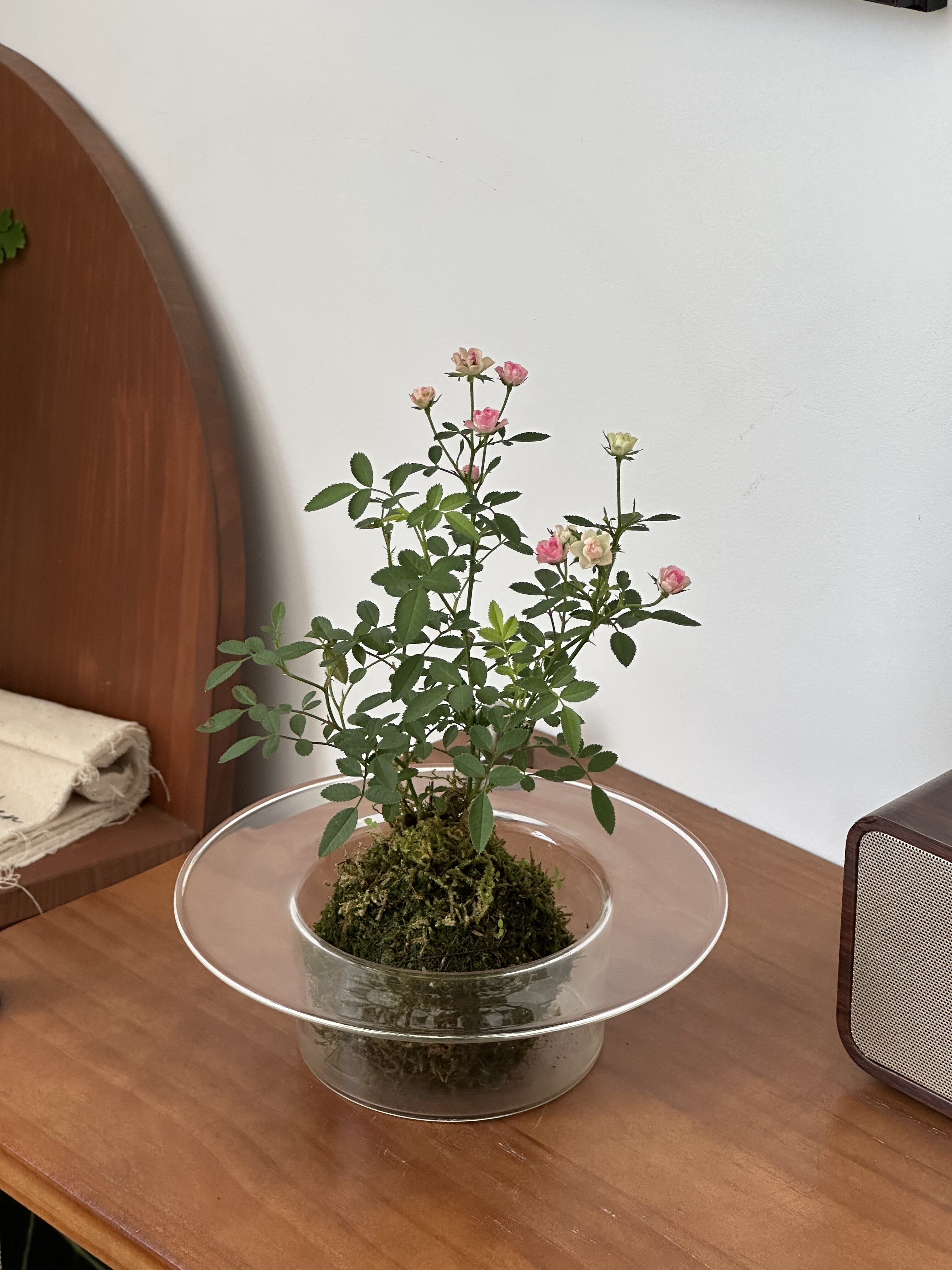 亲玫瑰姬月季苔藓球盆栽室内客厅办公室桌面好养懒人开花植物