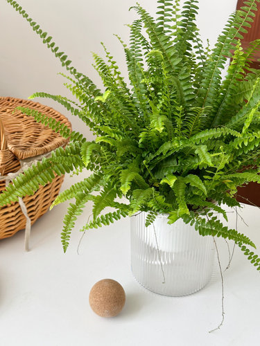 波士顿蕨盆栽室内桌面