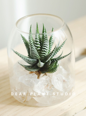 亲爱的绿植 波波冰条纹十二卷水培小盆栽桌面室内芦荟科多肉植物