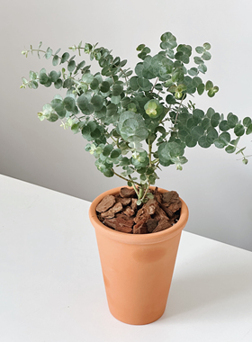 尤加利盆栽树苗室内室外阳台庭院好养活ins绿植四季常绿净化空气