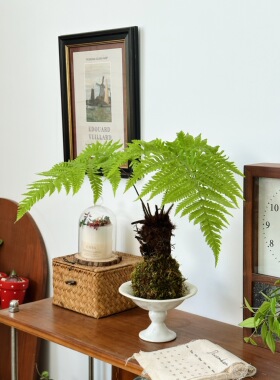 亲爱的绿植红磷蕨苔藓球耐寒盆栽室内客厅好养花卉四季常青绿植物