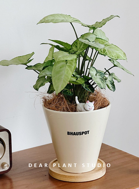 亲爱的绿植 白蝴蝶合果芋室内绿植盆栽净化空气桌面花卉